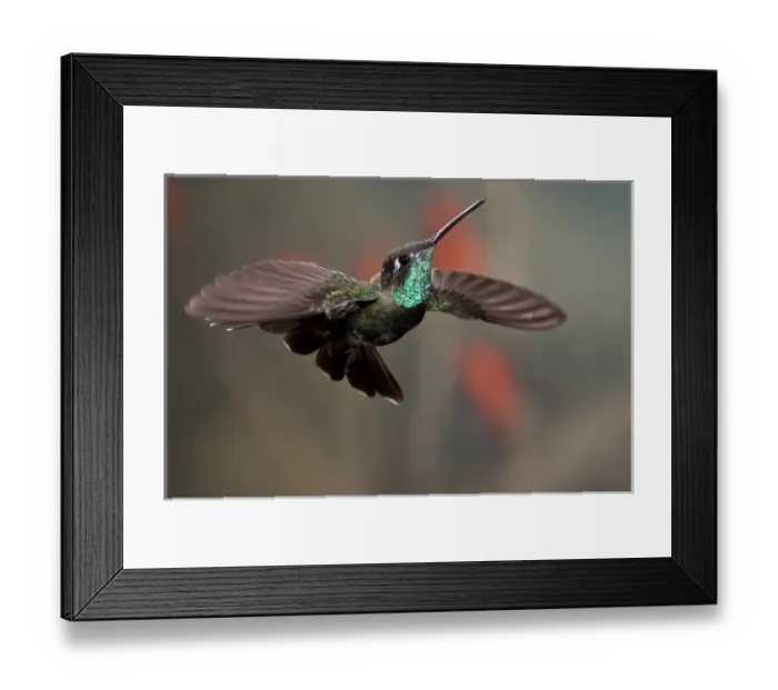 Framed Print : Magnificent (Rivoli s) Hummingbird Eugenes fulgens Southern Arizona Framed Print : Magnificent (Rivoli s) Hummingbird Eugenes fulgens Southern Arizona