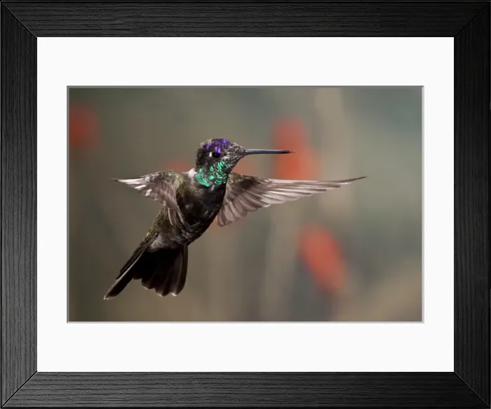 Framed Print : Magnificent (Rivoli s) Hummingbird Eugenes fulgens Southern Arizona Framed Print : Magnificent (Rivoli s) Hummingbird Eugenes fulgens Southern Arizona