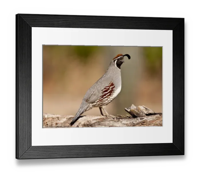 Framed Print : Male Gambels Quail Lophortyx gambelii SE Arizona
