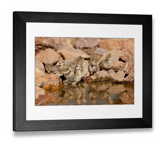 Framed Print : Gambels Quail Chicks Lophortyx gambelii SE Arizona Framed Print : Gambels Quail Chicks Lophortyx gambelii SE Arizona