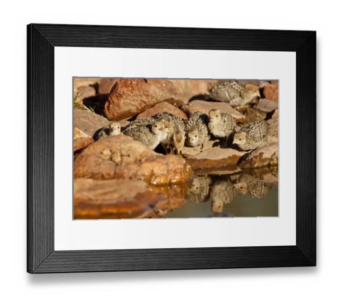 Framed Print : Gambels Quail Chicks Lophortyx gambelii SE Arizona