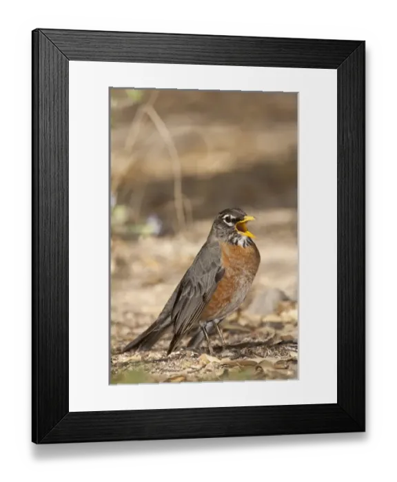 Framed Print : Robin Turdus migratorius South Eastern Arizona Framed Print : Robin Turdus migratorius South Eastern Arizona