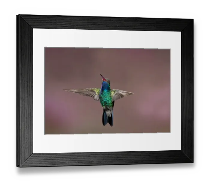 Framed Print : Broad-Billed Hummingbird Cynanthus latirostris Southern Arizona Framed Print : Broad-Billed Hummingbird Cynanthus latirostris Southern Arizona