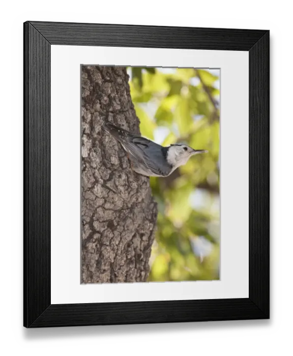 Framed Print : White Breasted Nuthatch Sitta carolinensis South East Arizona Framed Print : White Breasted Nuthatch Sitta carolinensis South East Arizona