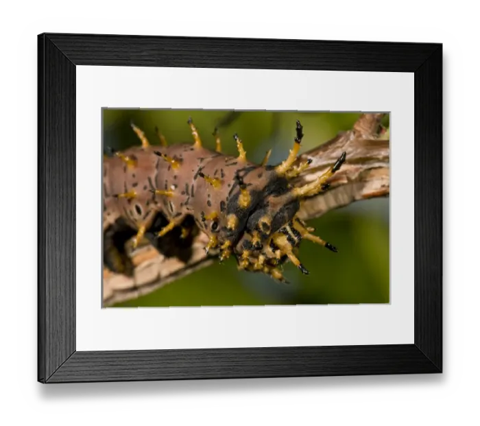 Framed Print : Arizona Horned Devil Caterpillar Citheronia regalis sinaloensis Native to Arizona Framed Print : Arizona Horned Devil Caterpillar Citheronia regalis sinaloensis Native to Arizona