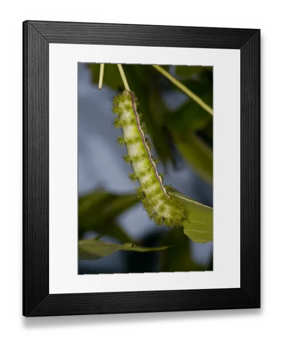 Framed Print : IO Moth Caterpillar Automeris io Native to Eastern US Framed Print : IO Moth Caterpillar Automeris io Native to Eastern US