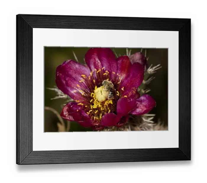 Framed Print : Honey Bee Pollinating Cactus Flower (Prickly Pear) Apis mellifera  /  Opuntia