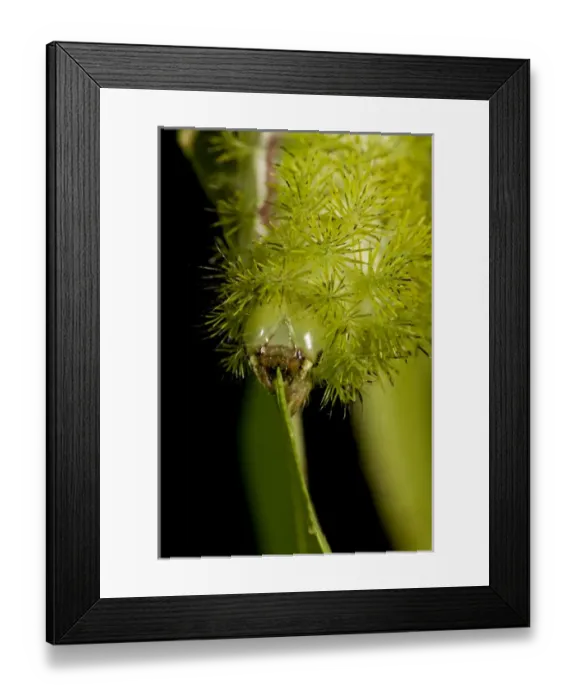 Framed Print : IO Moth Caterpillar Automeris io Native to Eastern US