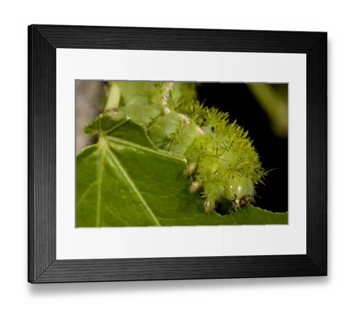 Framed Print : IO Moth Caterpillar Automeris io Native to Eastern US Framed Print : IO Moth Caterpillar Automeris io Native to Eastern US