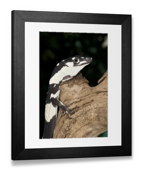 Framed Print : Bells Lace Monitor (Juvenile) Varanus varius Queensland, Australia