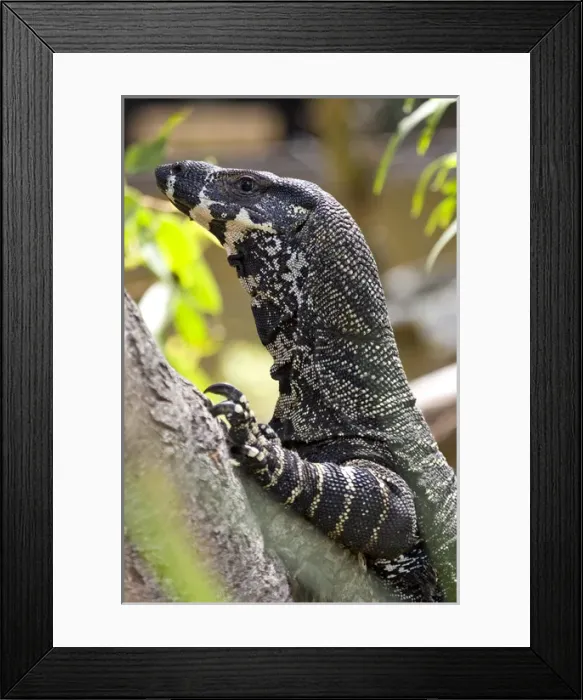 Framed Print : Lace Monitor Varanus varius Queensland, Australia