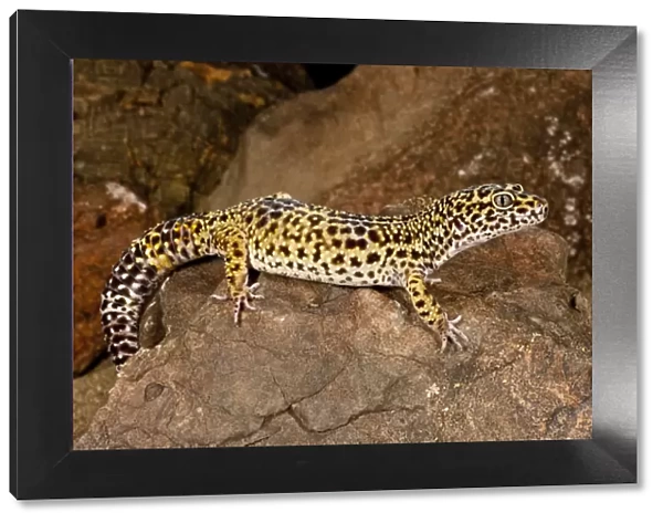 Leopard Gecko Eublepharis macularis Native to Pakistan