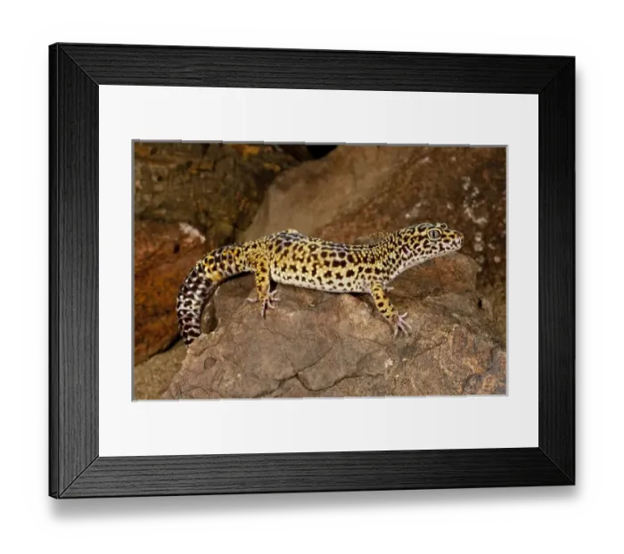 Framed Print : Leopard Gecko Eublepharis macularis Native to Pakistan Framed Print : Leopard Gecko Eublepharis macularis Native to Pakistan