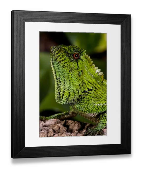 Framed Print : Malaysian Crested Dragon Lizard Goniocephalus doriae Native to Malaysia Framed Print : Malaysian Crested Dragon Lizard Goniocephalus doriae Native to Malaysia