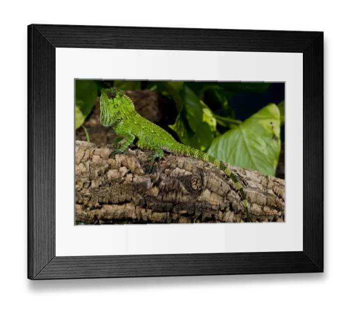 Framed Print : Malaysian Crested Dragon Lizard Goniocephalus doriae Native to Malaysia Framed Print : Malaysian Crested Dragon Lizard Goniocephalus doriae Native to Malaysia