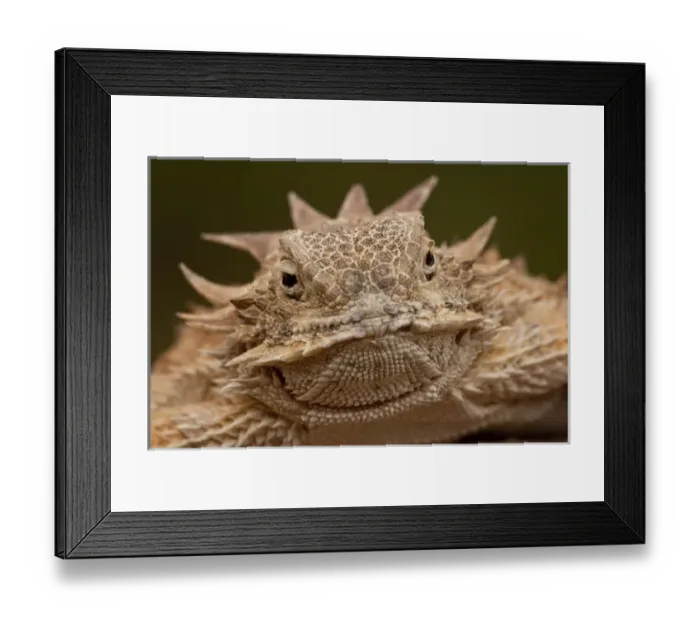 Framed Print : Regal Horned Lizard Phrynosoma solare South Eastern Arizona Framed Print : Regal Horned Lizard Phrynosoma solare South Eastern Arizona