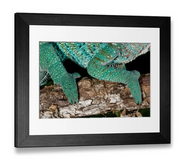 Framed Print : Rainbow Panther Chameleon Fucifer pardalis Native to Madagascar