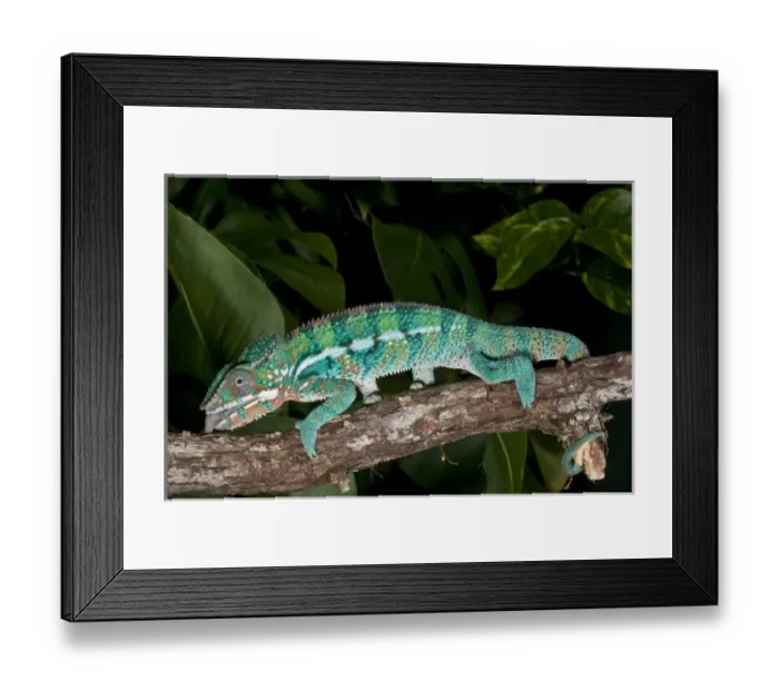 Framed Print : Rainbow Panther Chameleon Fucifer pardalis Native to Madagascar Framed Print : Rainbow Panther Chameleon Fucifer pardalis Native to Madagascar