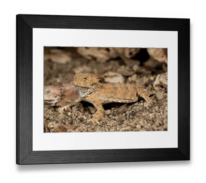 Framed Print : Regal Horn Lizard Phtymosoma solare South Eastern Arizona