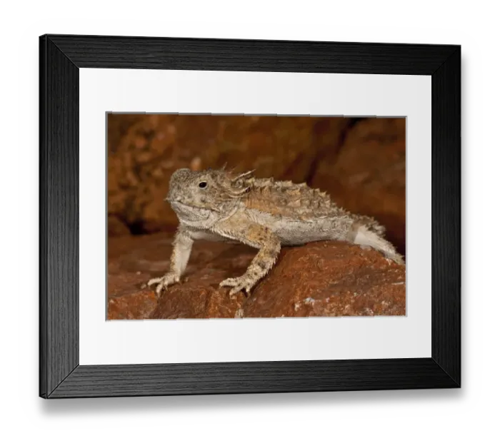 Framed Print : Regal Horned Lizard Phrynosoma solare South Eastern Arizona Framed Print : Regal Horned Lizard Phrynosoma solare South Eastern Arizona