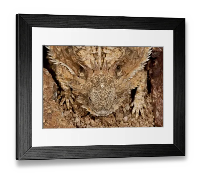 Framed Print : Regal Horned Lizard (Pineal Eye Visible) Phrynosoma solare South Eastern Arizona Framed Print : Regal Horned Lizard (Pineal Eye Visible) Phrynosoma solare South Eastern Arizona