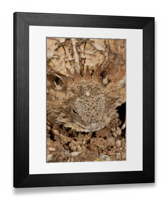 Framed Print : Regal Horned Lizard (Pineal Eye Visible) Phrynosoma solare South Eastern Arizona