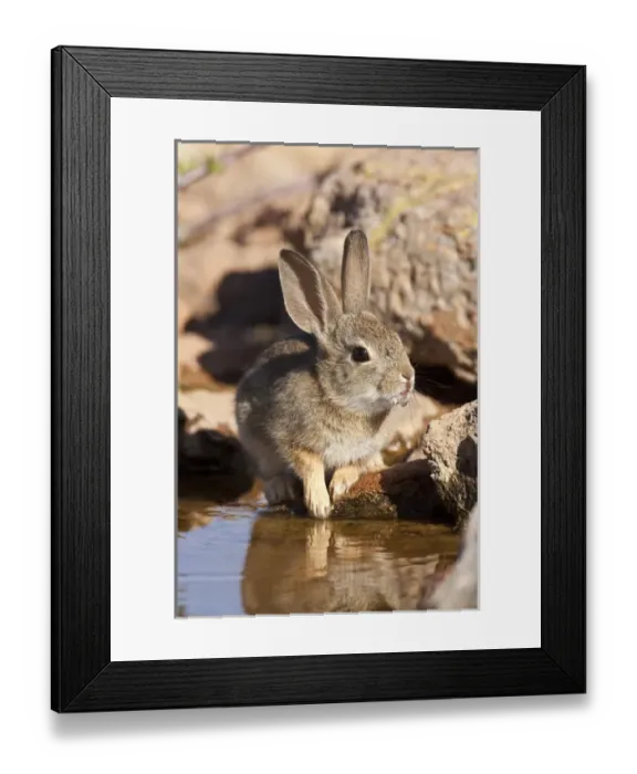 Framed Print : Arizona Cottontail Rabbit Sylvilagus audubonii SE Arizona Framed Print : Arizona Cottontail Rabbit Sylvilagus audubonii SE Arizona