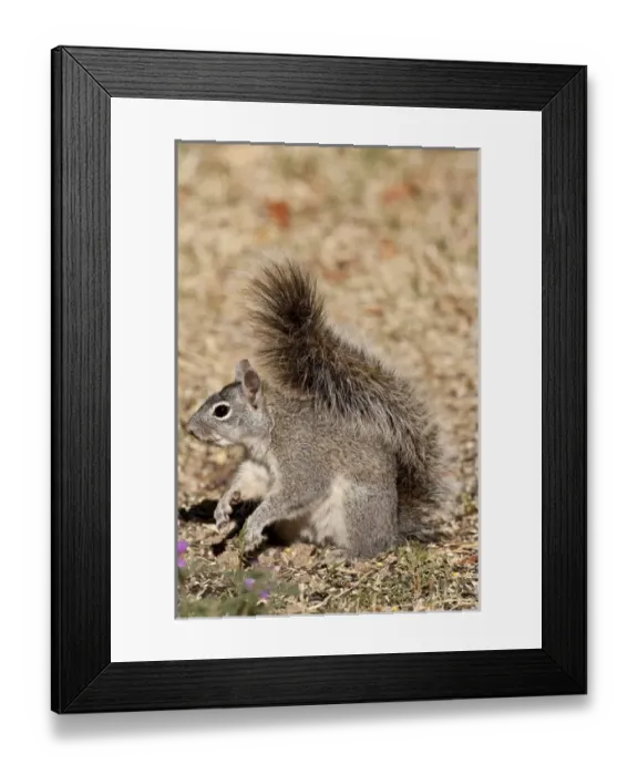 Framed Print : Arizona Gray Squirrel Sciurus arizonensis SE Arizona