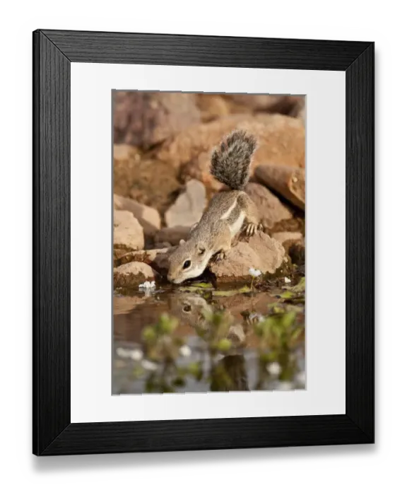 Framed Print : Harriss Antelope Squirrel Ammospermophilus harrisii SE Arizona Framed Print : Harriss Antelope Squirrel Ammospermophilus harrisii SE Arizona