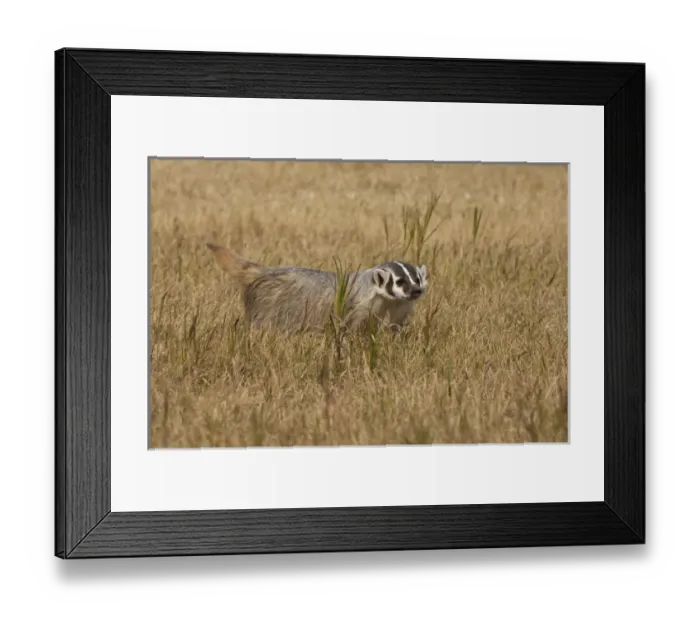 Framed Print : Badger (Captive) Taxidea taxus Widespread US