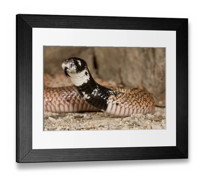 Framed Print : Shield Nose Cobra Aspidelaps scutulatus Native to South Africa Framed Print : Shield Nose Cobra Aspidelaps scutulatus Native to South Africa