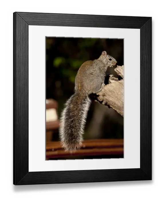 Framed Print : Arizona Gray Squirrel Sciurus arizonensis SE Arizona Framed Print : Arizona Gray Squirrel Sciurus arizonensis SE Arizona