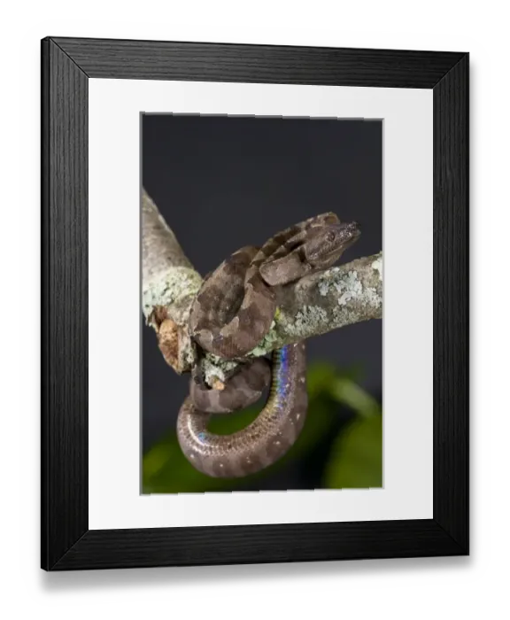 Framed Print : Annulated Boa Corallus enydris annulata Native to South America Framed Print : Annulated Boa Corallus enydris annulata Native to South America
