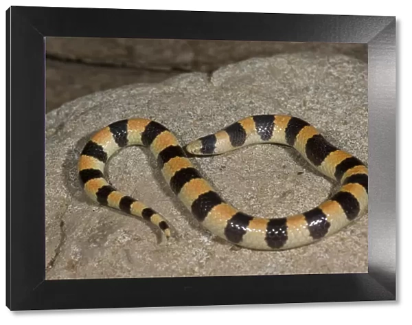 Banded Sand Snake Chilomeniscus cinctus Palm Springs, California