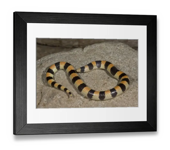 Framed Print : Banded Sand Snake Chilomeniscus cinctus Palm Springs, California Framed Print : Banded Sand Snake Chilomeniscus cinctus Palm Springs, California