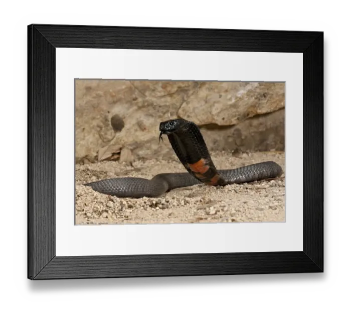 Framed Print : Banded Spitting Cobra Naja nigricollis Native to South Africa