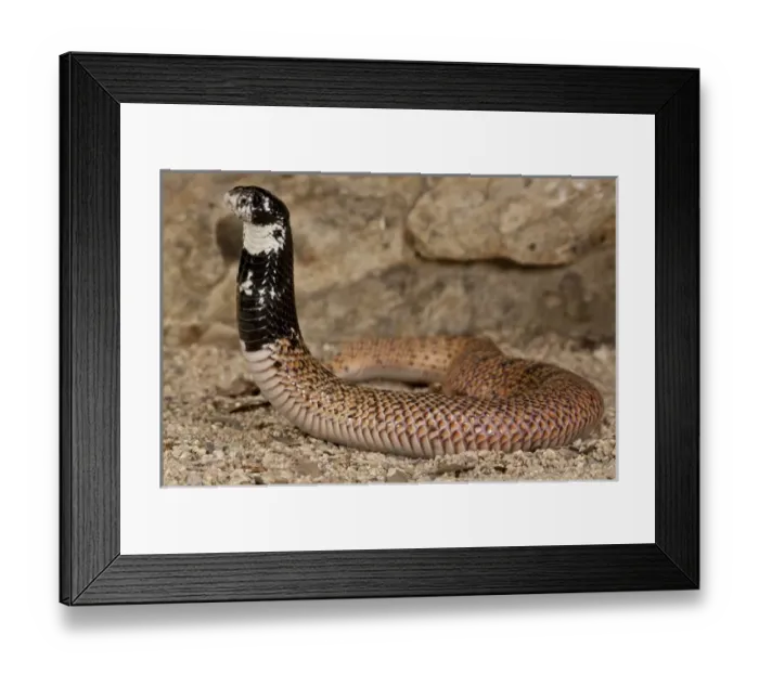 Framed Print : Shield Nose Cobra Aspidelaps scutulatus Native to South Africa