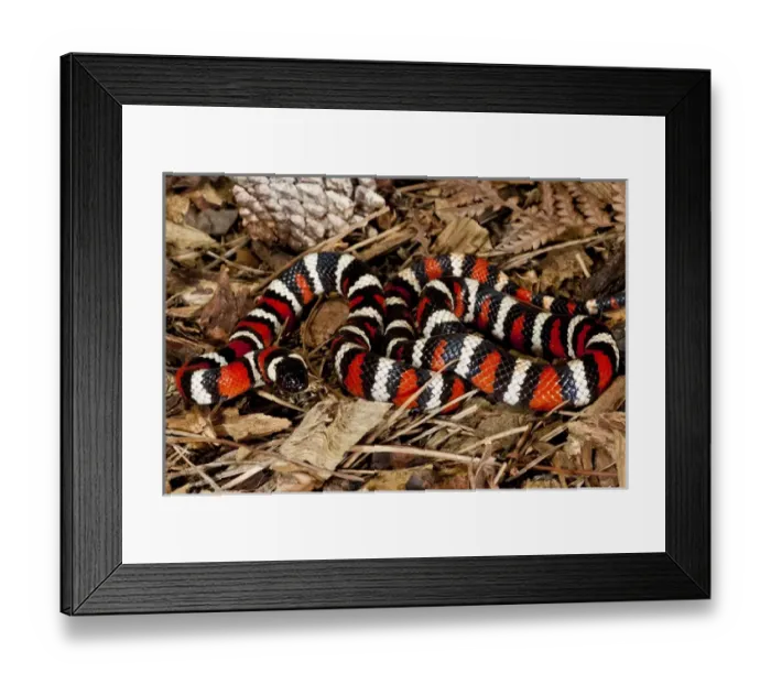 Framed Print : California Mountain Kingsnake Lampropeltis zonata Native to California