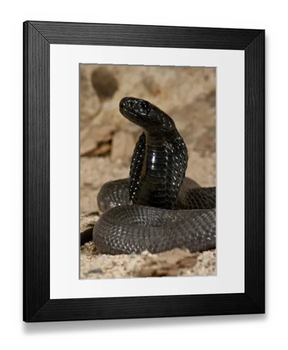 Framed Print : Banded Spitting Cobra Naja nigricollis Native to South Africa Framed Print : Banded Spitting Cobra Naja nigricollis Native to South Africa
