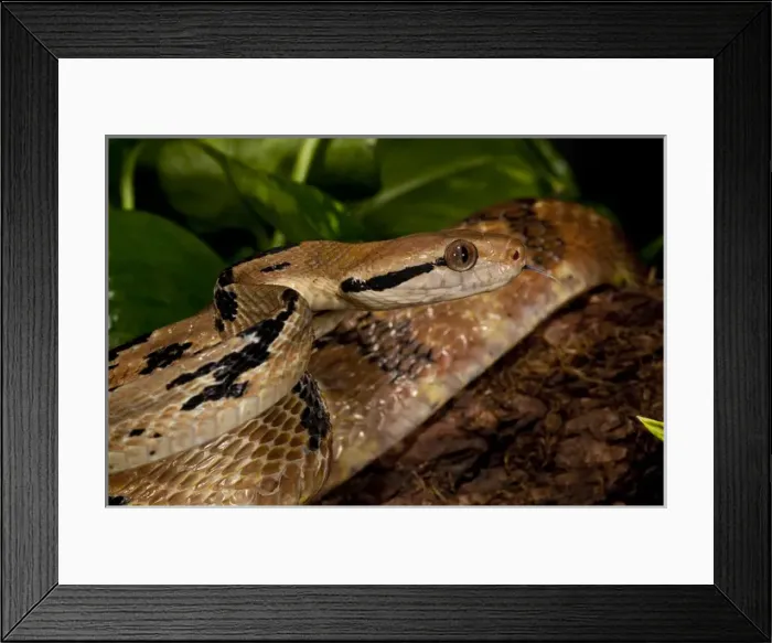 Framed Print : Dog-tooth Cat Eyed Snake Boiga cynodon Native to Burma