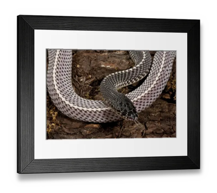 Framed Print : Cape File Snake Meheyla capensis Native to Southern Africa Framed Print : Cape File Snake Meheyla capensis Native to Southern Africa