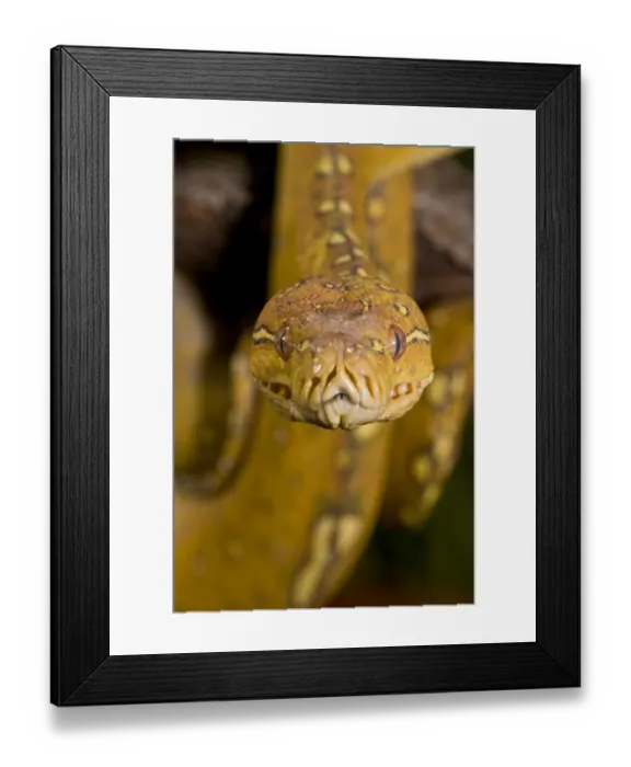 Framed Print : Green Tree Python (Captive) Morelia (Chondropython) viridis Native to New Guinea Framed Print : Green Tree Python (Captive) Morelia (Chondropython) viridis Native to New Guinea