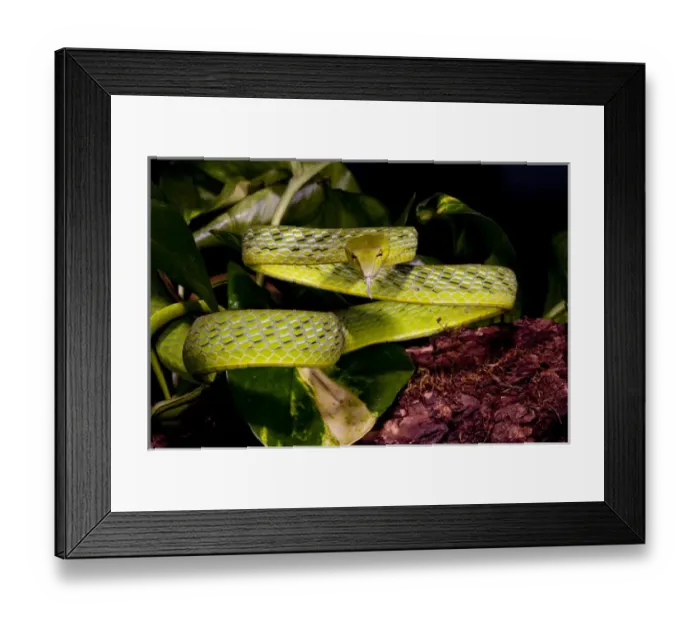 Framed Print : Malaysian Long Nose Vine Snake Ahaetulla prasinus Native to Malaysia Framed Print : Malaysian Long Nose Vine Snake Ahaetulla prasinus Native to Malaysia