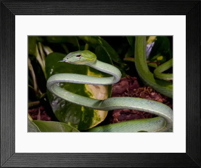 Framed Print : Malaysian Long Nose Vine Snake Ahaetulla prasinus Native to Malaysia