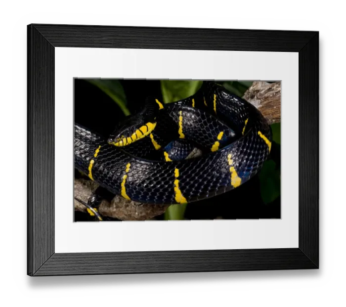 Framed Print : Mangrove Snake Boiga dendrophila Native to Malaysia Framed Print : Mangrove Snake Boiga dendrophila Native to Malaysia
