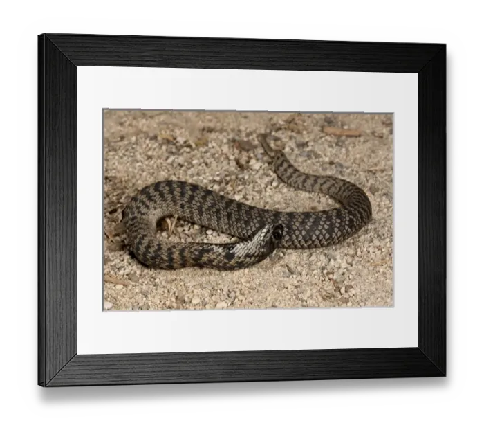 Framed Print : Rinkhals Hemichatus hemichatus Native to S. E. Africa Framed Print : Rinkhals Hemichatus hemichatus Native to S. E. Africa
