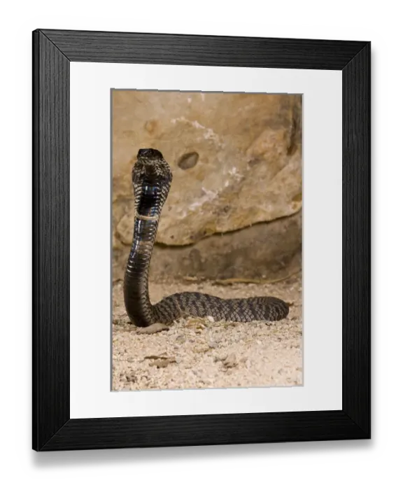 Framed Print : Rinkhals Hemichatus hemichatus Native to S. E. Africa Framed Print : Rinkhals Hemichatus hemichatus Native to S. E. Africa