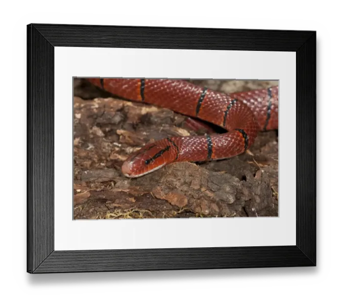 Framed Print : Red Mountain Racer Oreocryptophis porphyraceus latacinctus Native to Malaysia Framed Print : Red Mountain Racer Oreocryptophis porphyraceus latacinctus Native to Malaysia