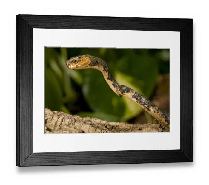 Framed Print : Slug-eating Snake Pareas carinatus Native to Malaysia