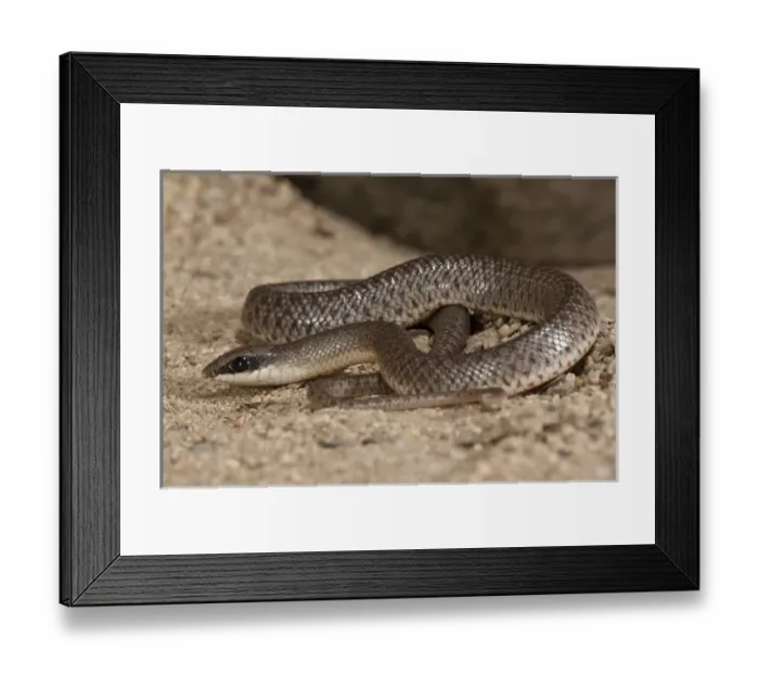 Framed Print : Rufous Beaked Snake Rhamphiophis rostratus Native to East Africa Framed Print : Rufous Beaked Snake Rhamphiophis rostratus Native to East Africa